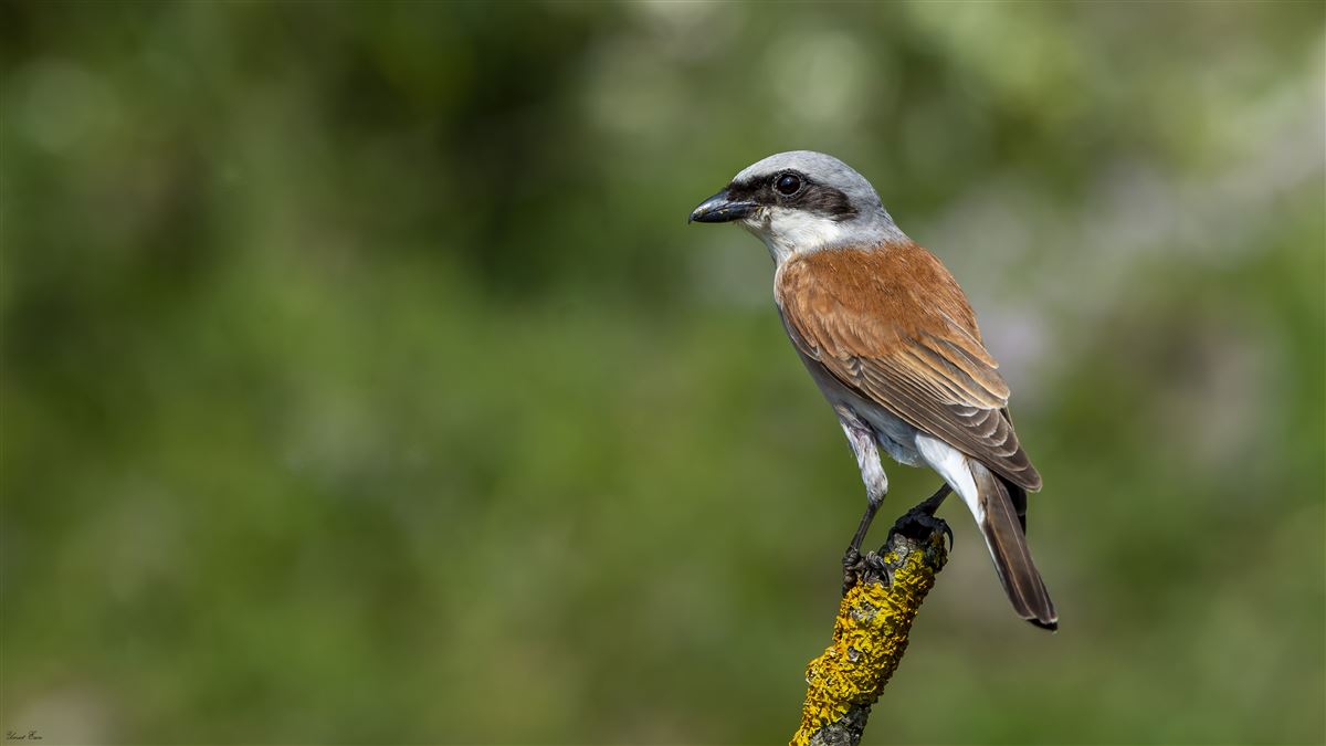 Red-backed Shrike