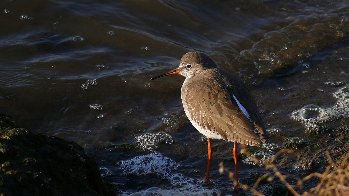 Common Redshank