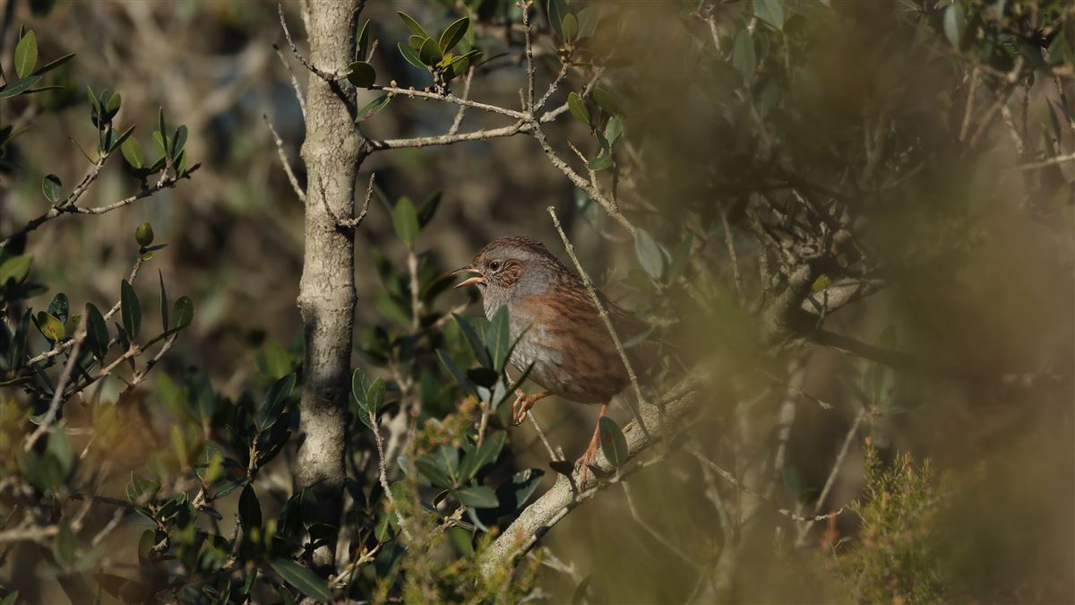 Dunnock