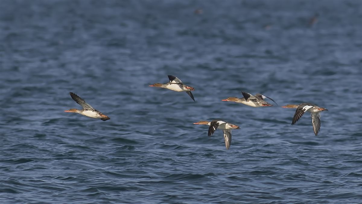 Red-breasted Merganser