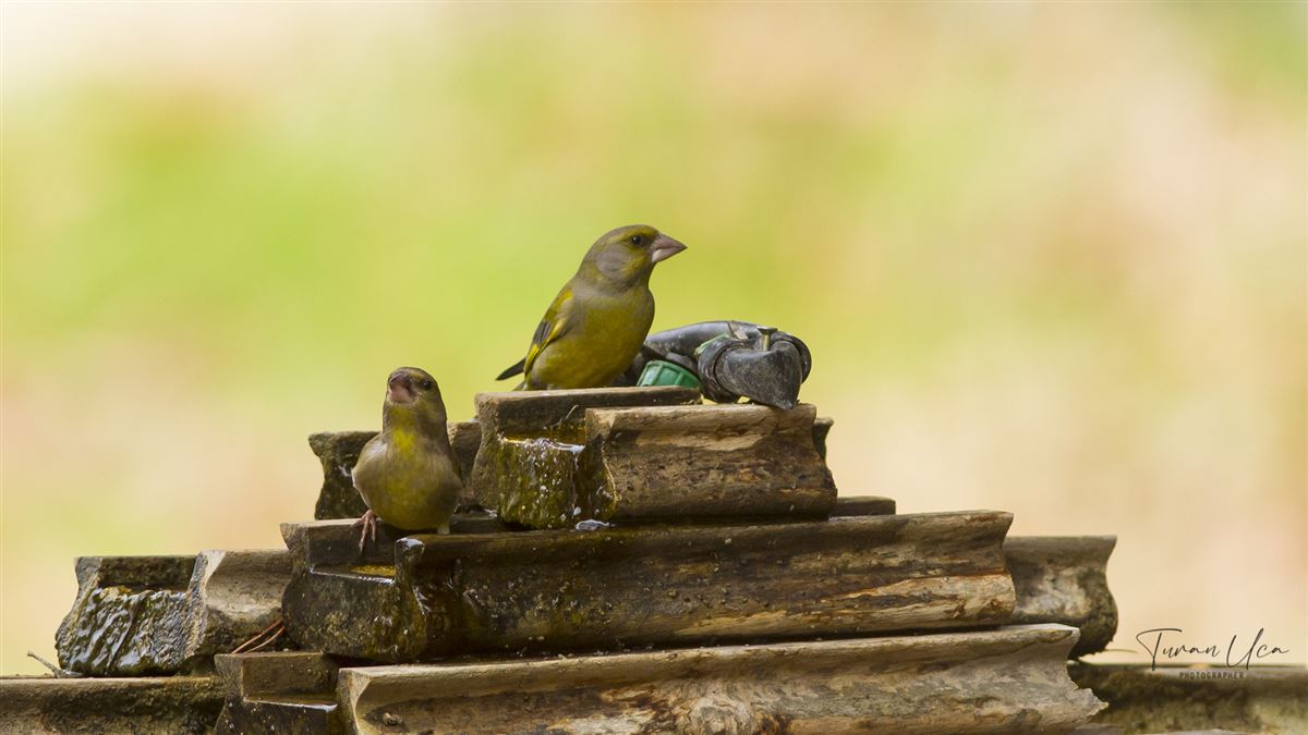 European Greenfinch