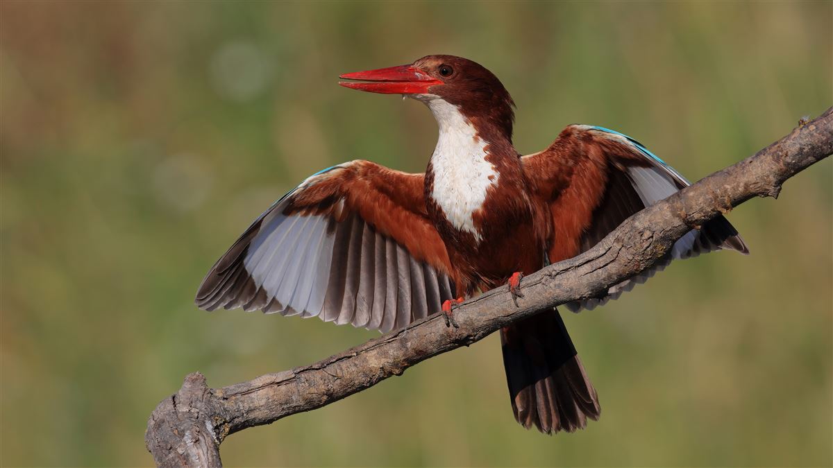 White-throated Kingfisher