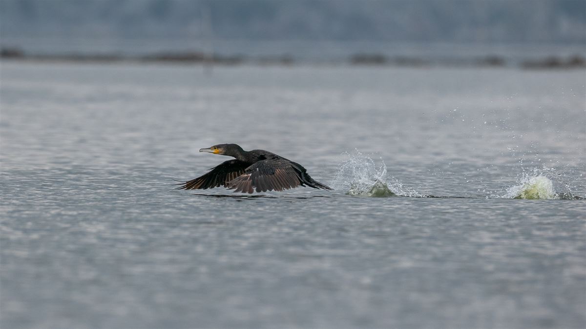 Great Cormorant