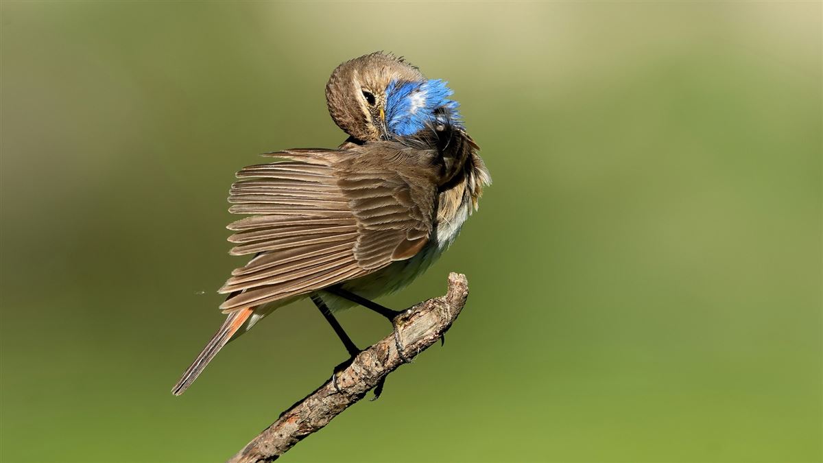 Bluethroat