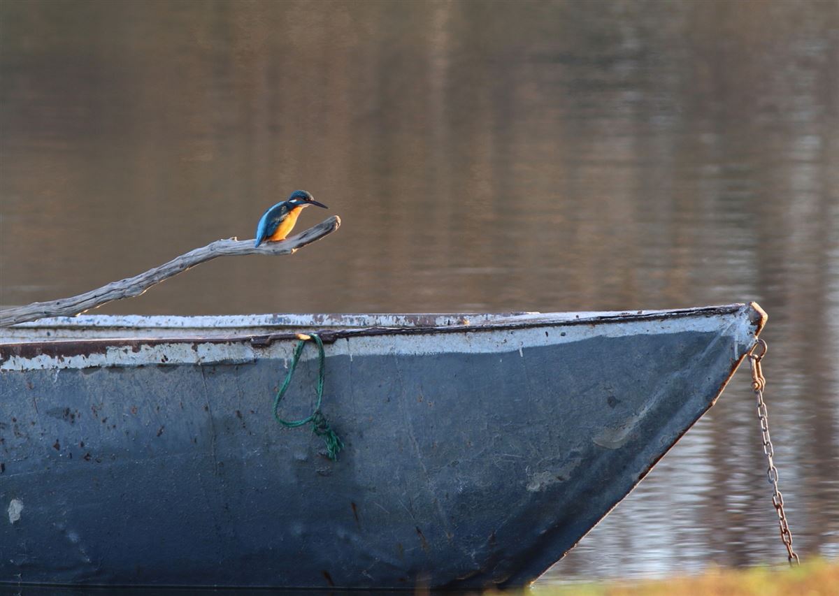 Common Kingfisher