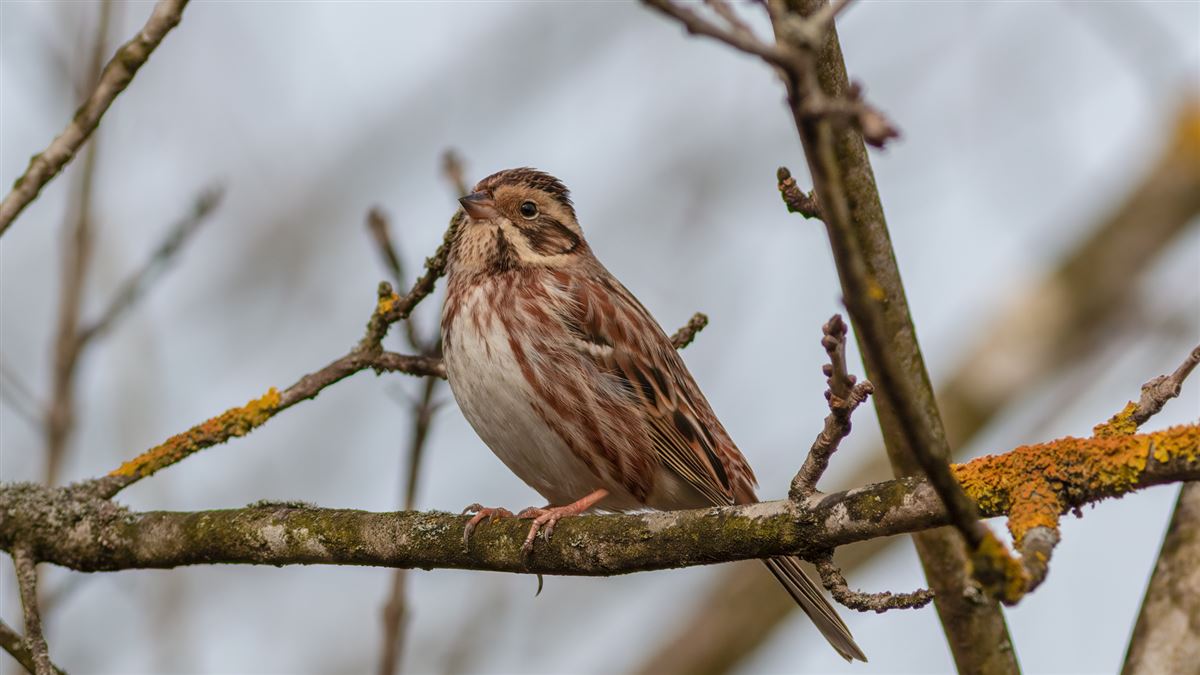 Rustic Bunting