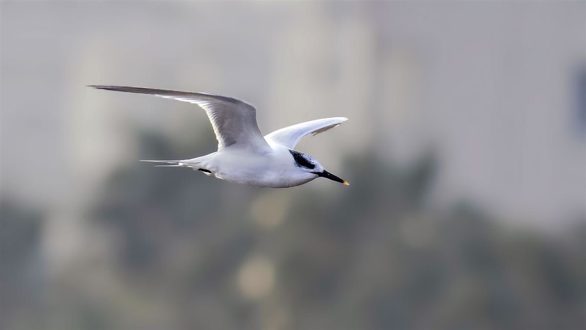Sandwich Tern