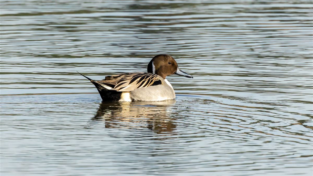 Northern Pintail