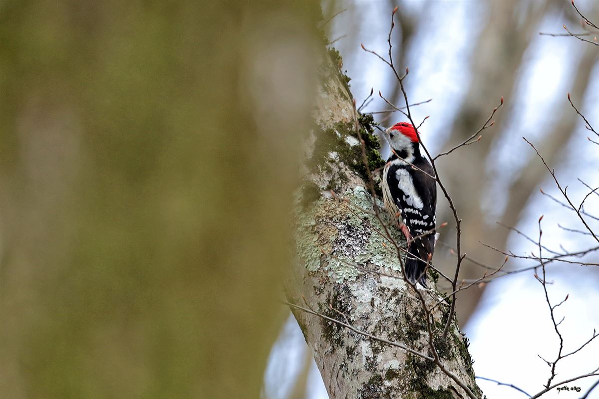 Middle Spotted Woodpecker
