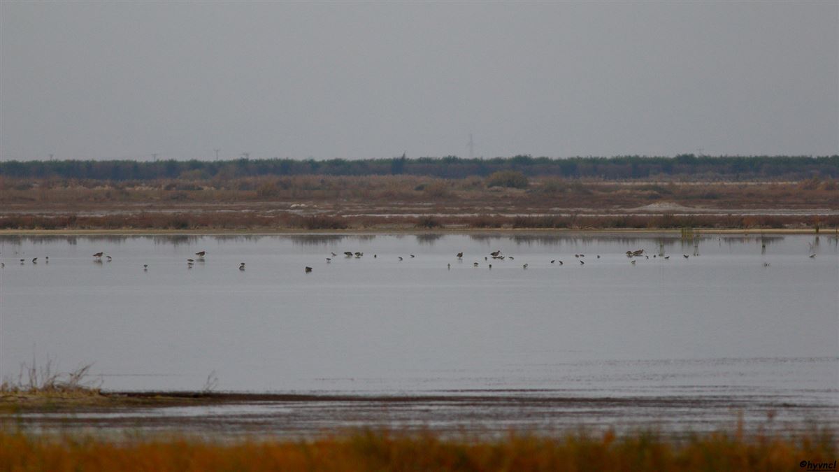 Eurasian Curlew