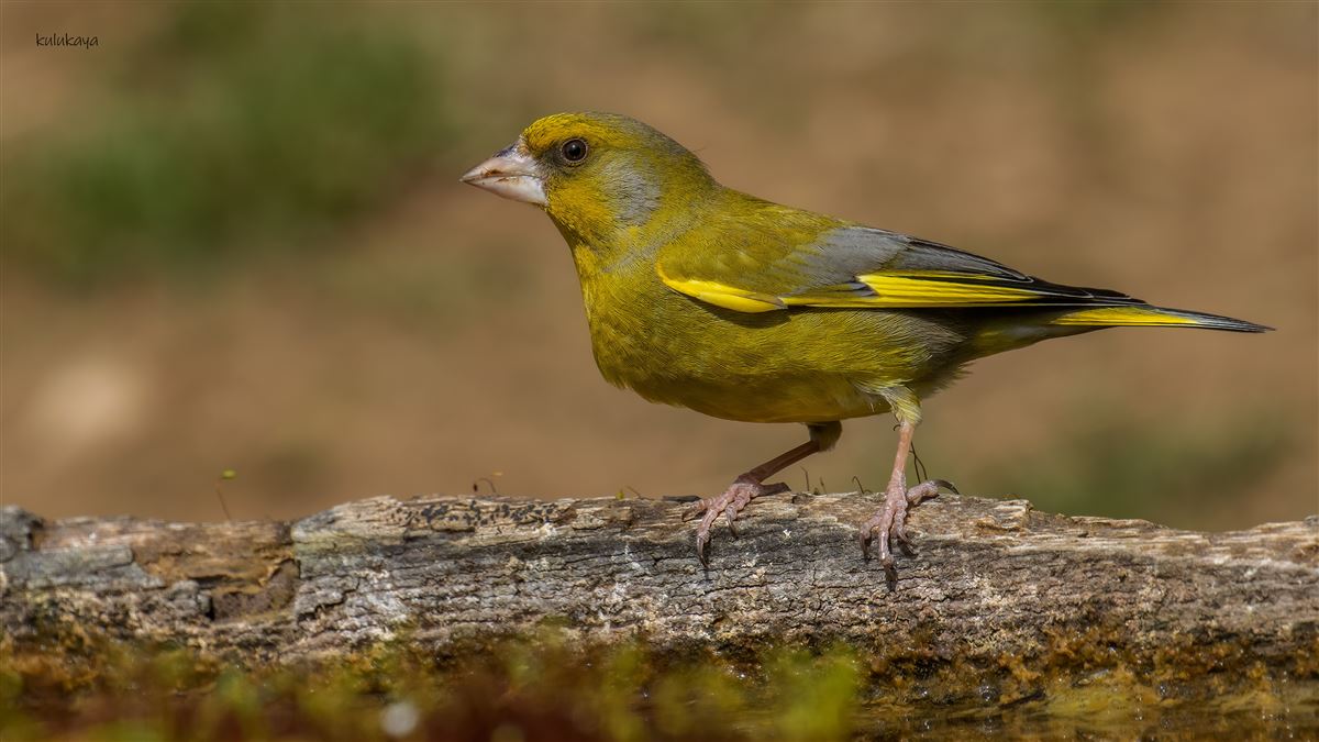 European Greenfinch
