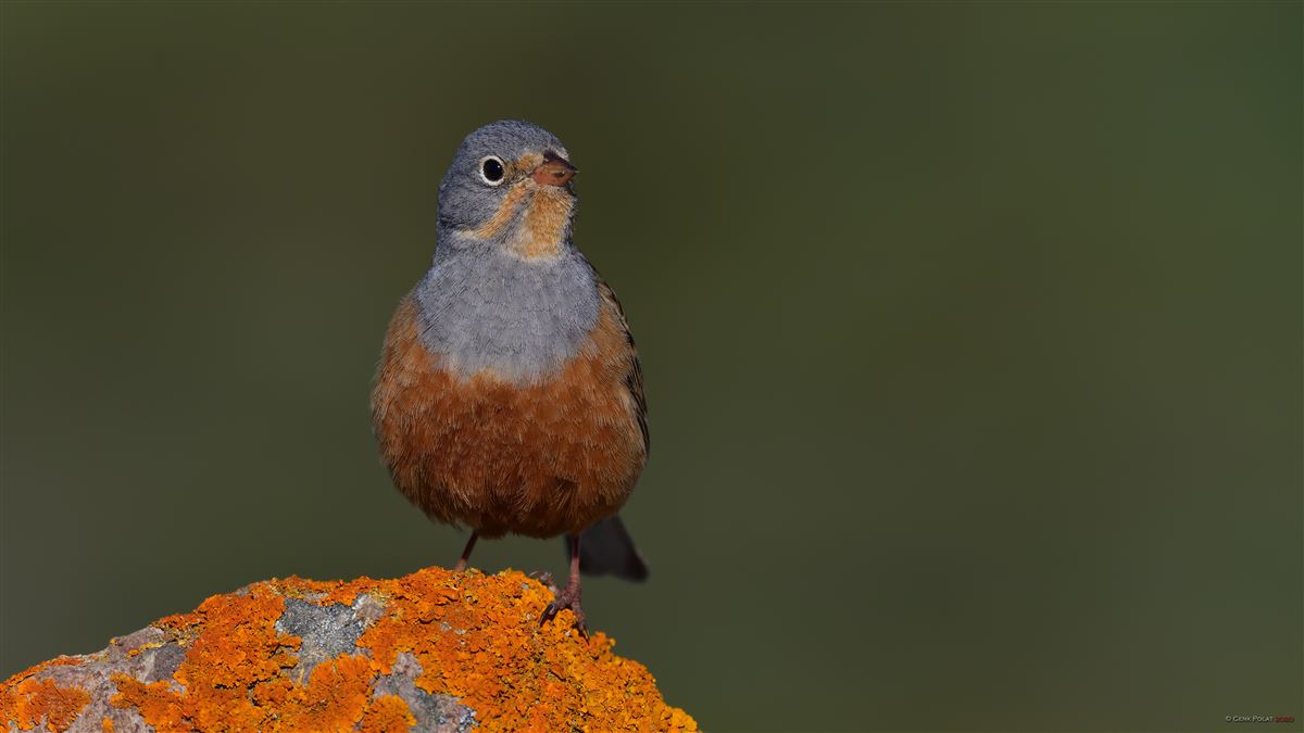 Cretzschmar`s Bunting
