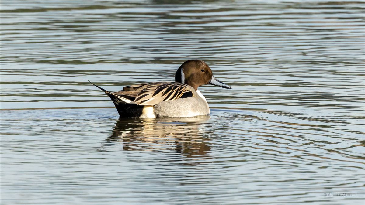 Northern Pintail