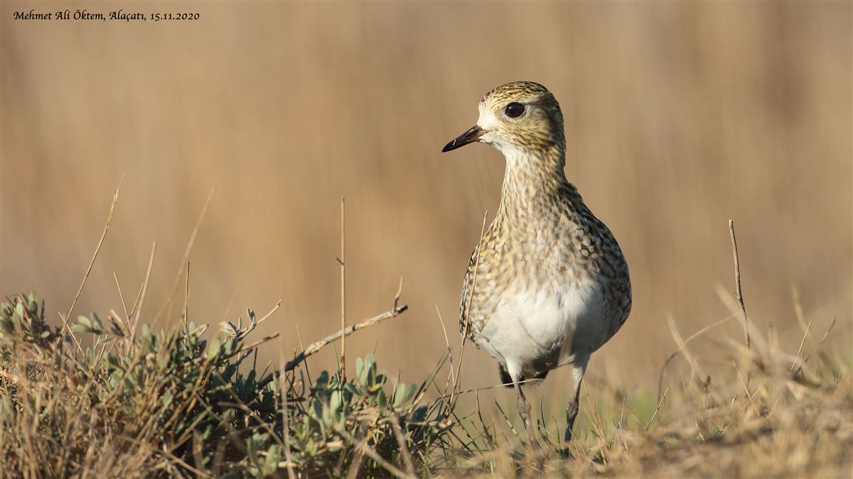 European Golden Plover