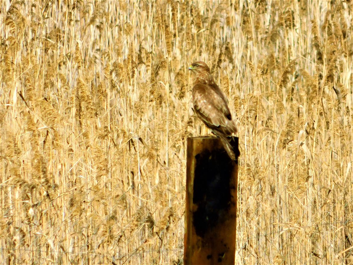 Common Buzzard