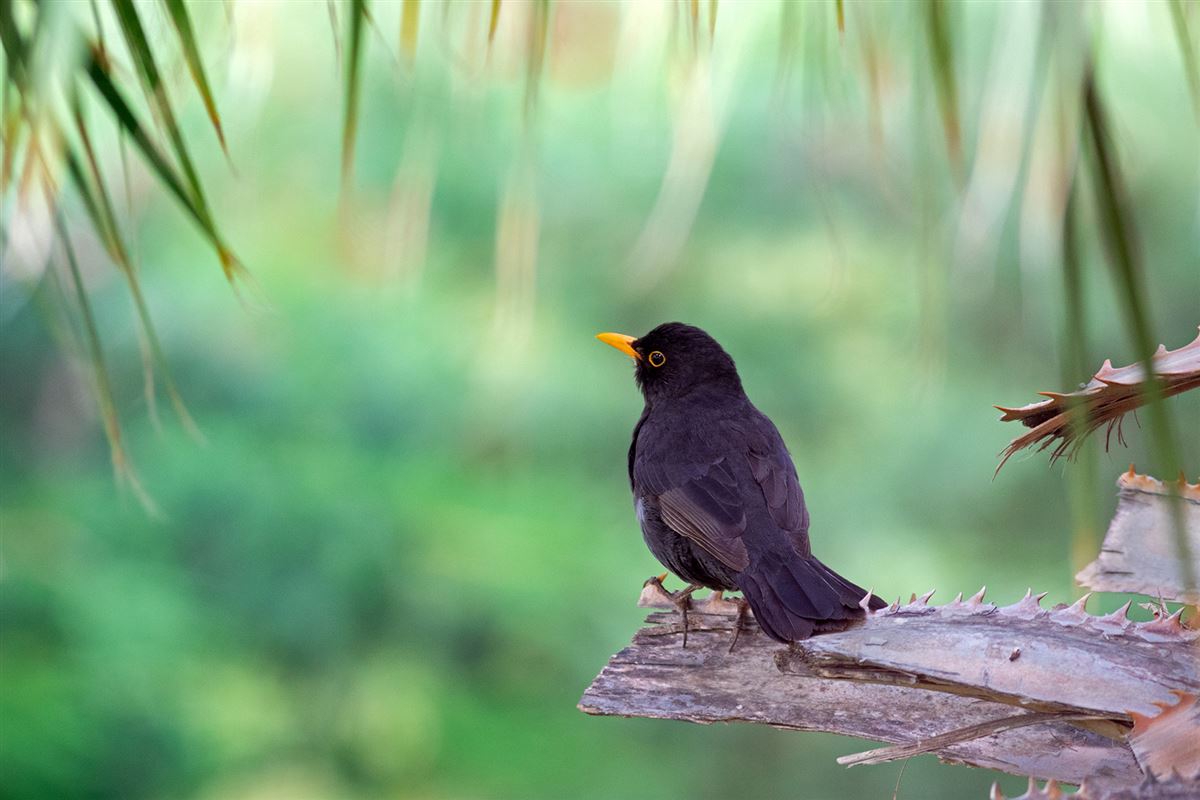 Common Blackbird