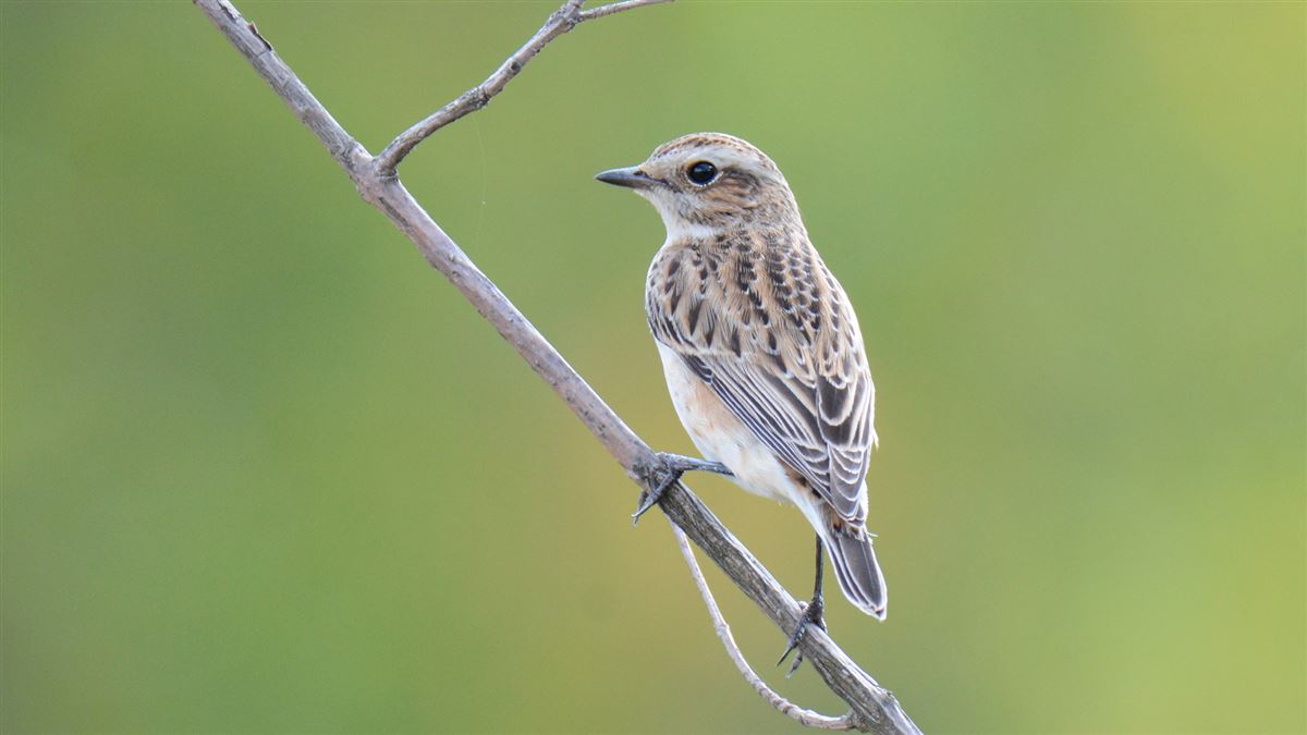 Whinchat