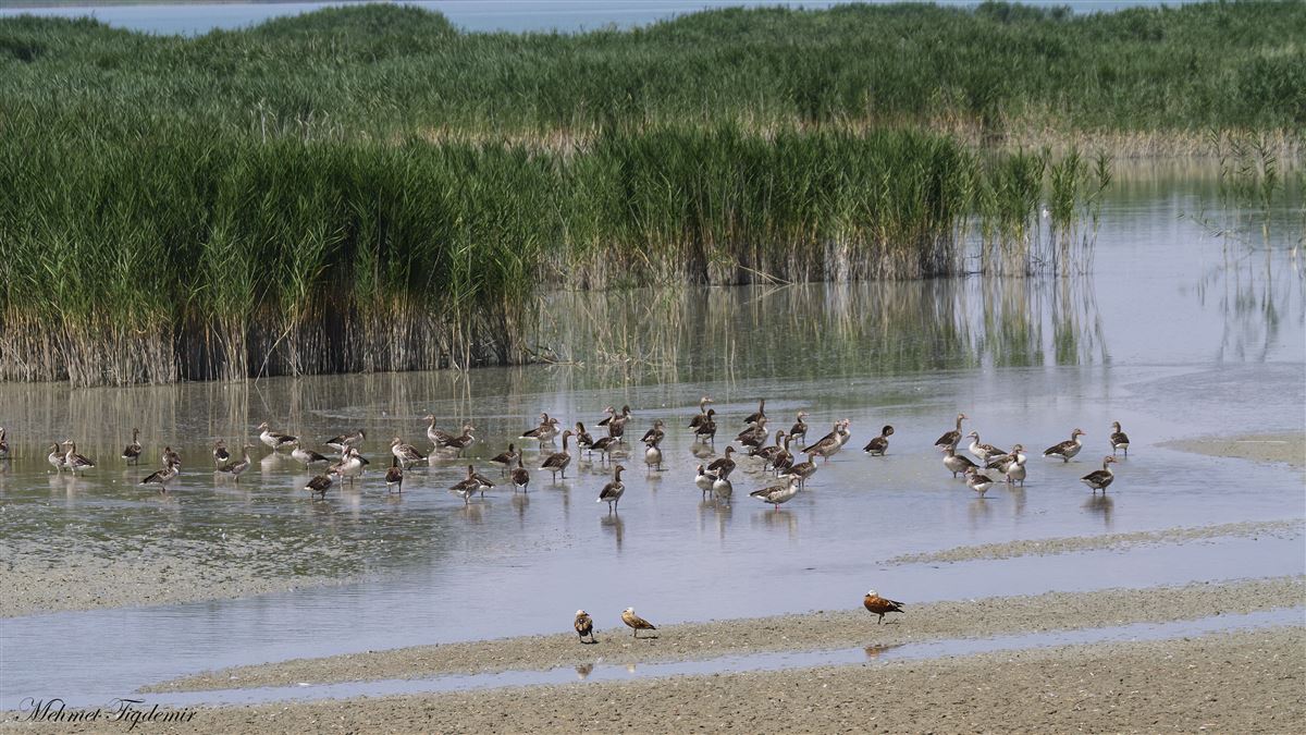 Greylag Goose