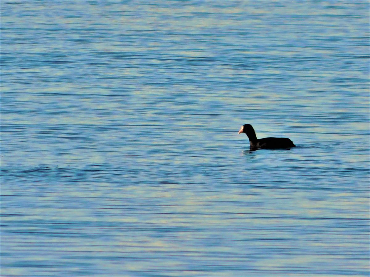 Eurasian Coot