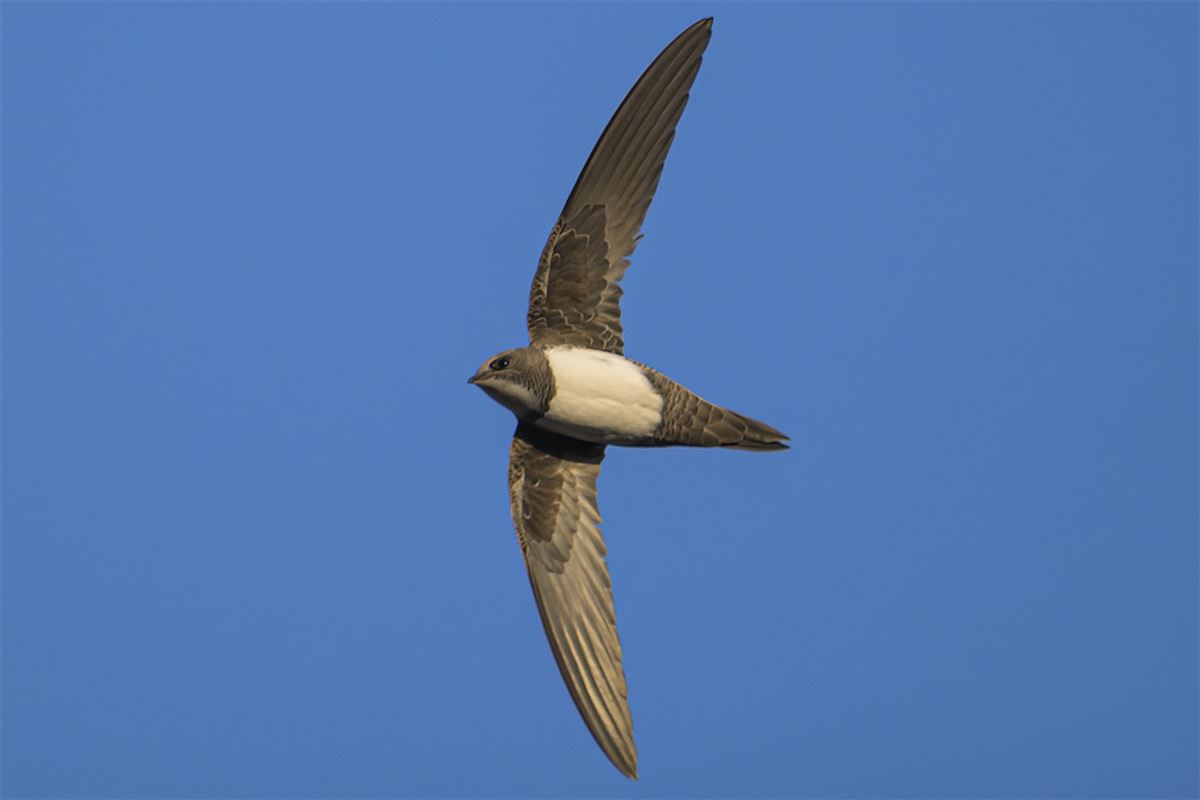 Alpine Swift