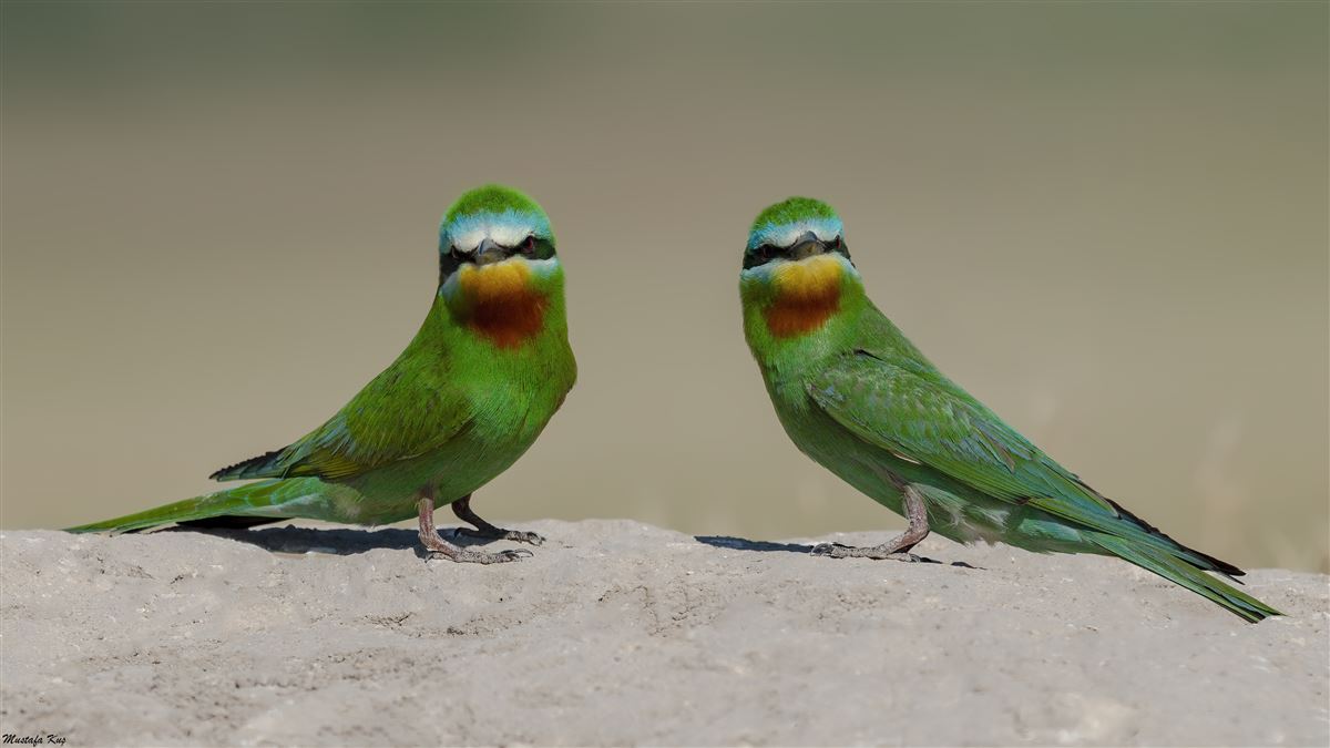 Blue-cheeked Bee-eater