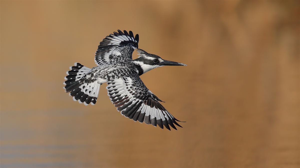 Pied Kingfisher