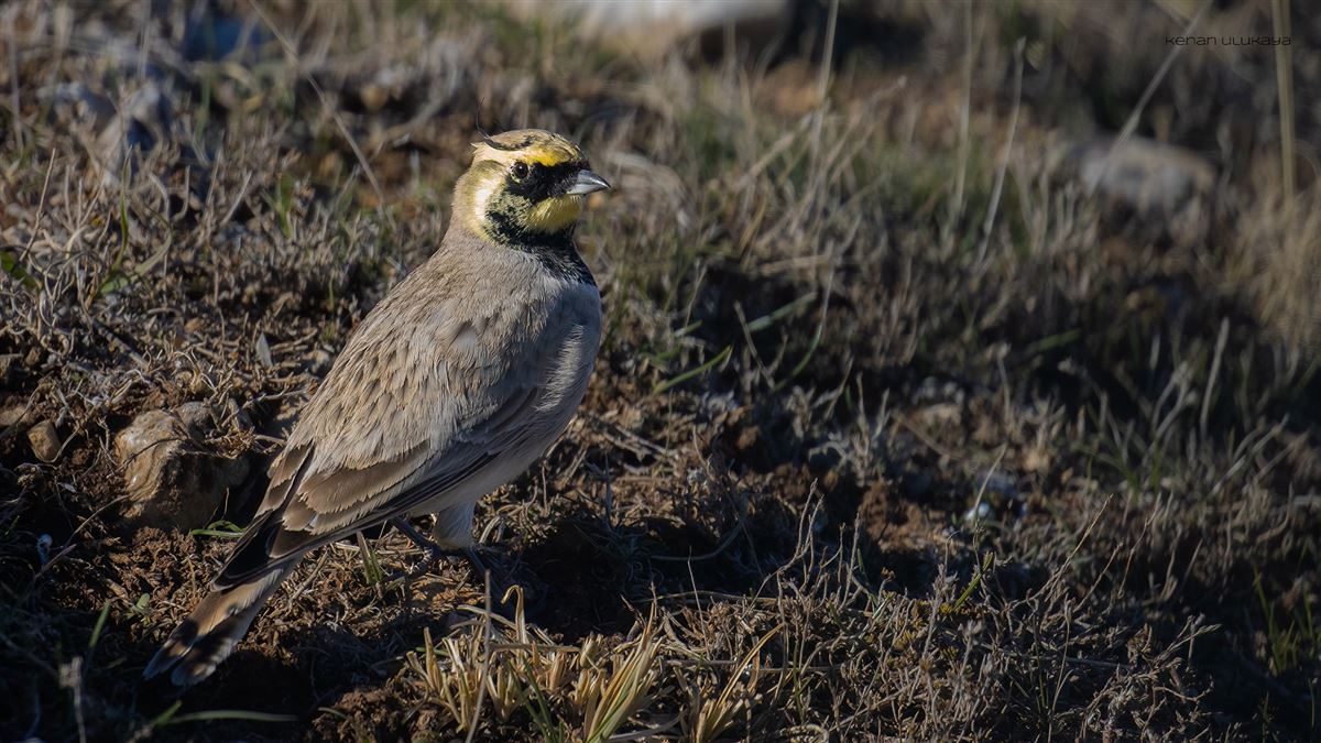 Horned Lark