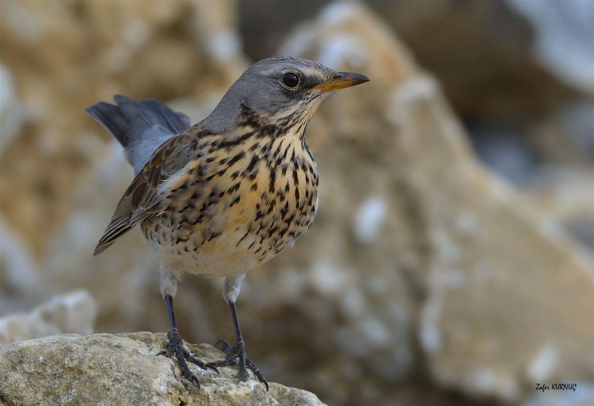 Fieldfare