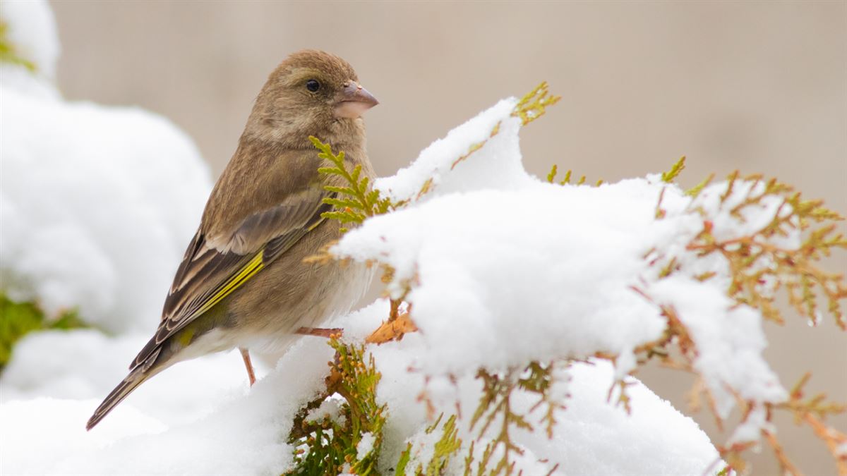 European Greenfinch