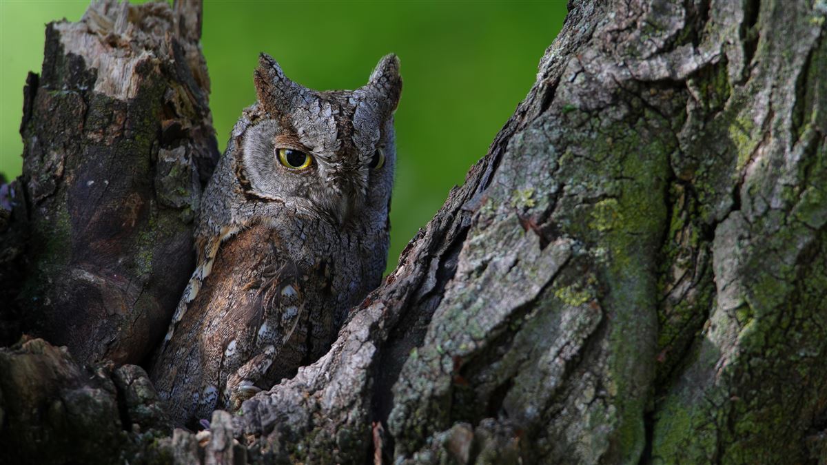 Eurasian Scops Owl