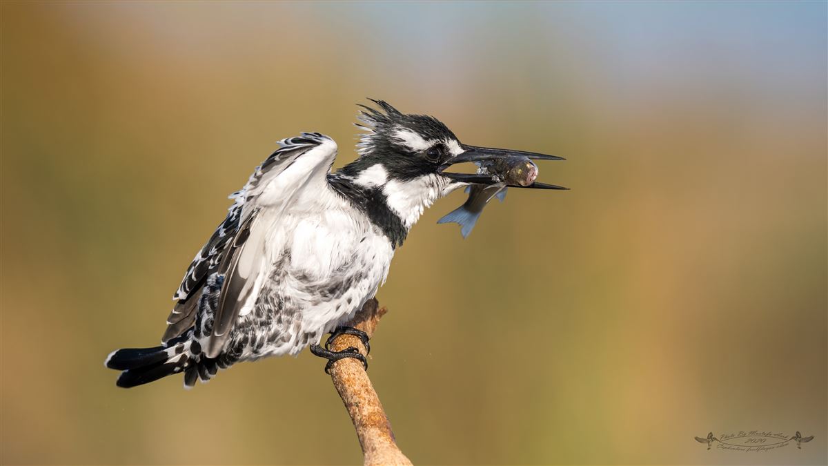 Pied Kingfisher