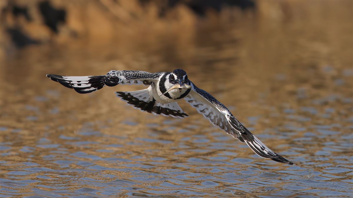 Pied Kingfisher