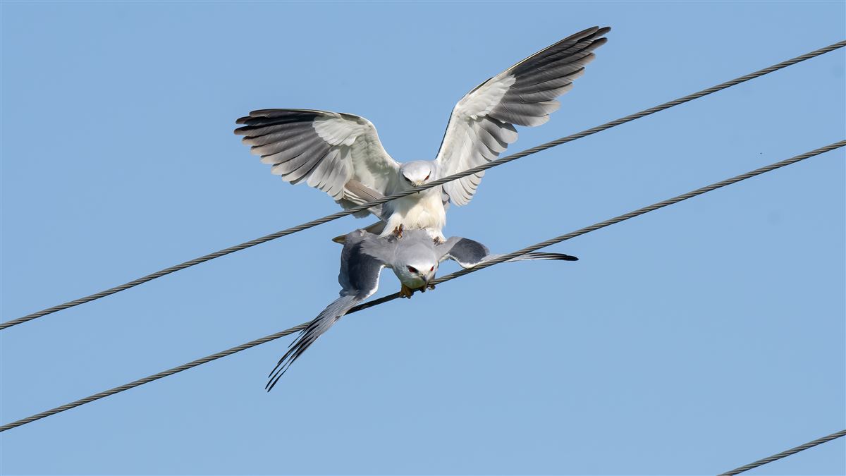 Black-winged Kite