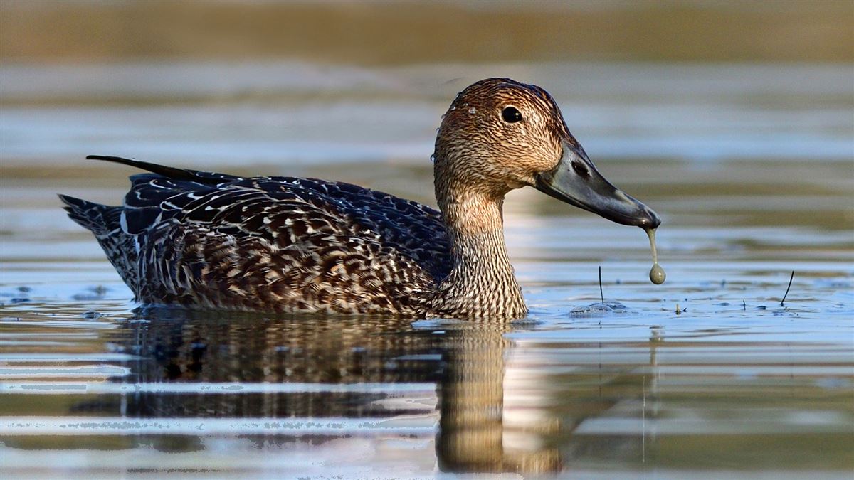 Northern Pintail