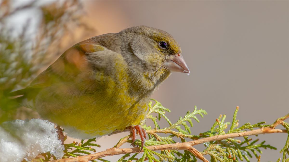 European Greenfinch