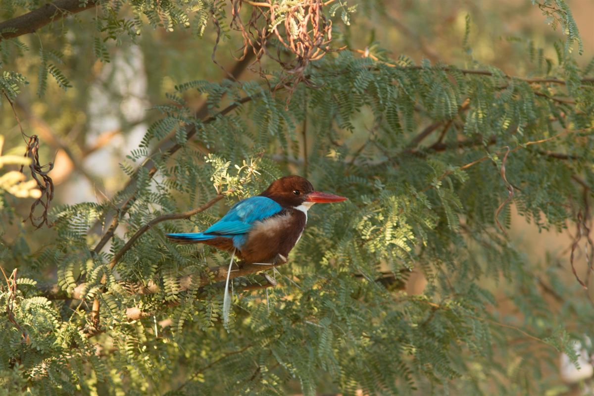 White-throated Kingfisher