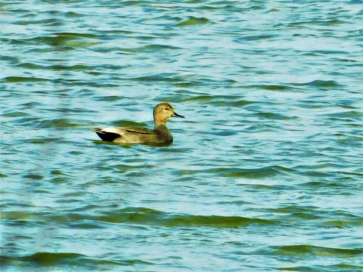 Gadwall