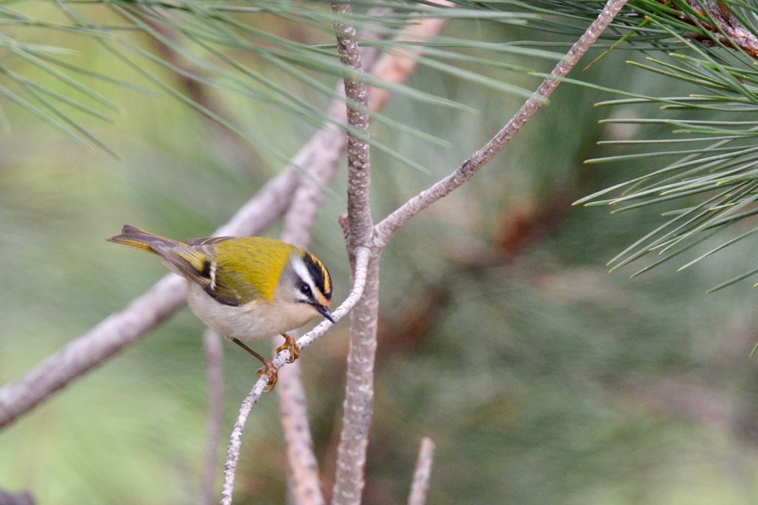 Common Firecrest
