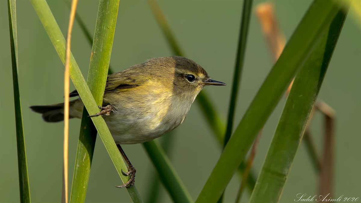 Common Chiffchaff