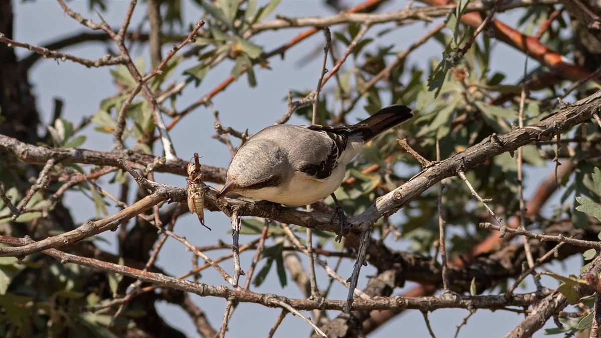 Lesser Grey Shrike