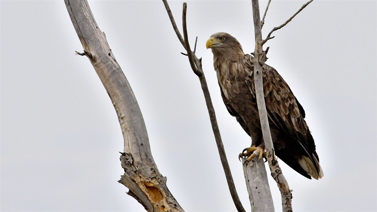 White-tailed Eagle
