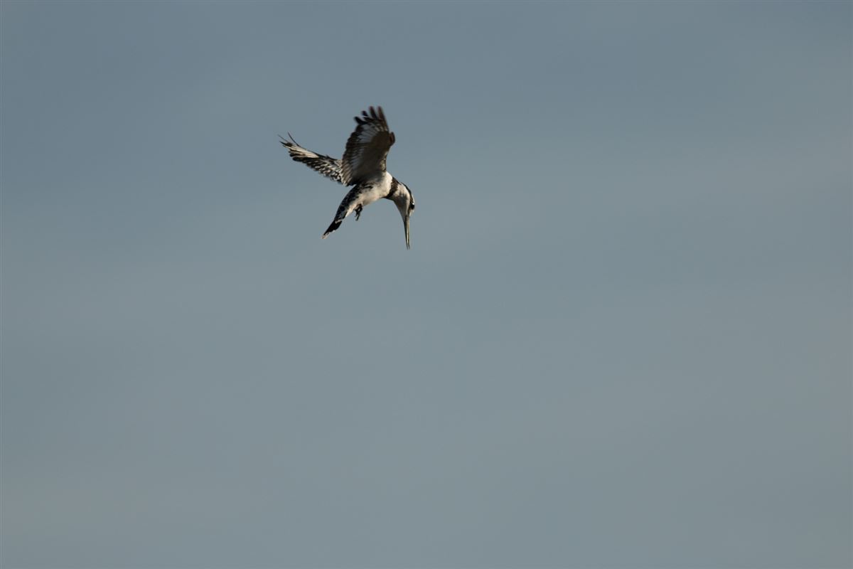Pied Kingfisher