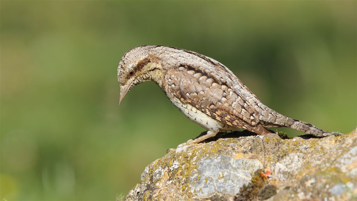 Eurasian Wryneck