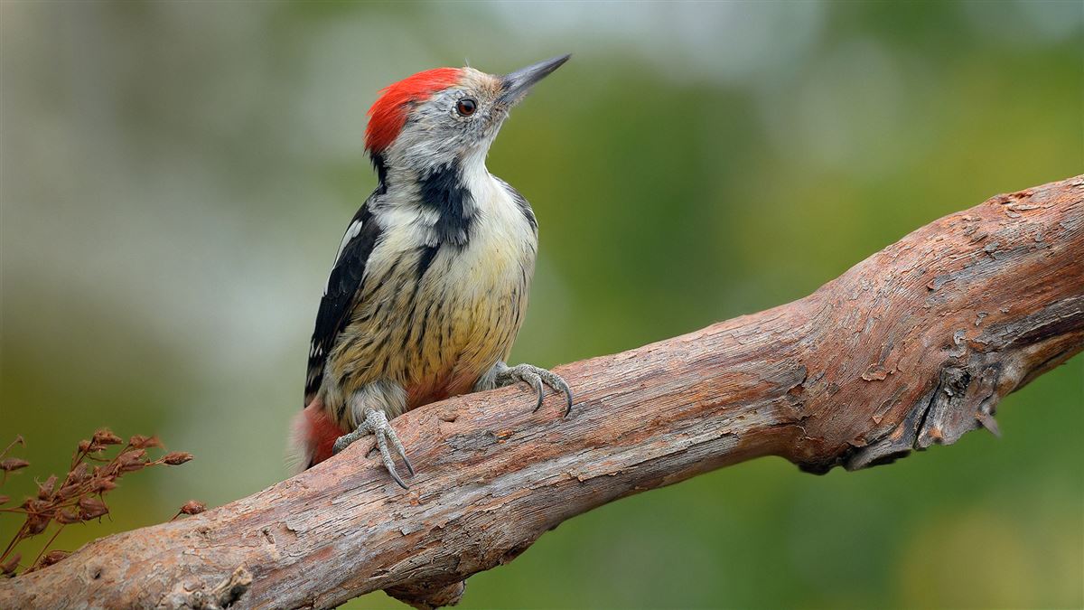 Middle Spotted Woodpecker