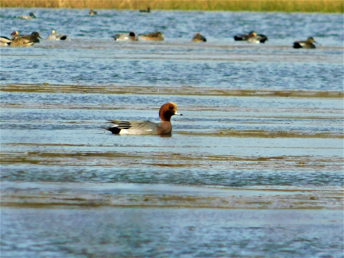 Eurasian Wigeon