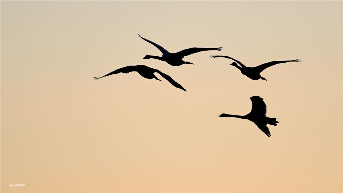 Mute Swan