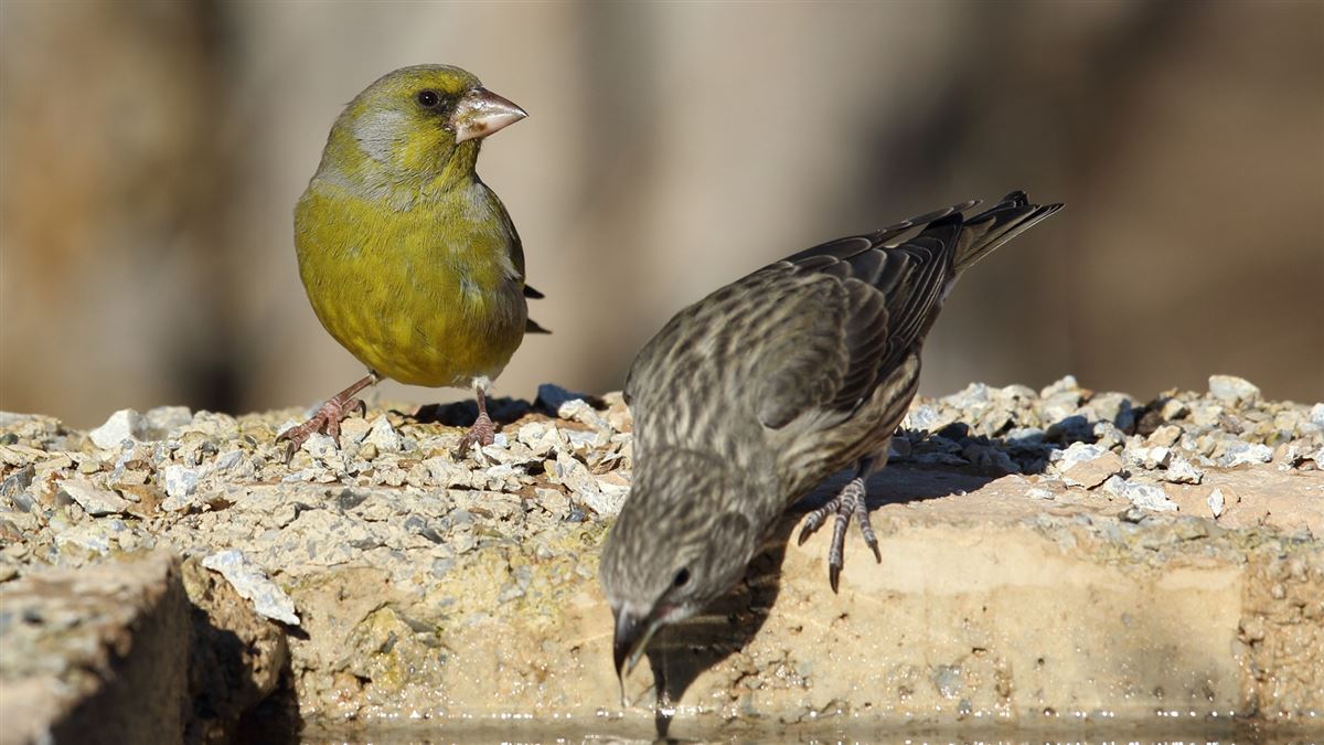 European Greenfinch