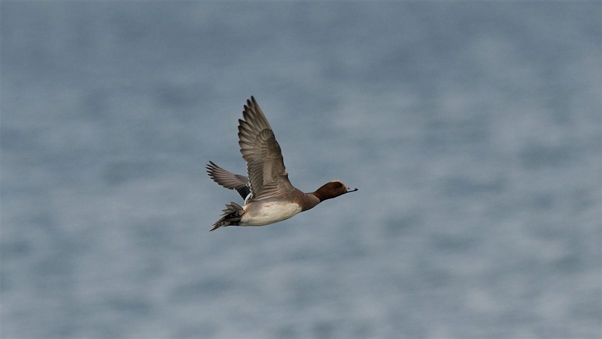 Eurasian Wigeon