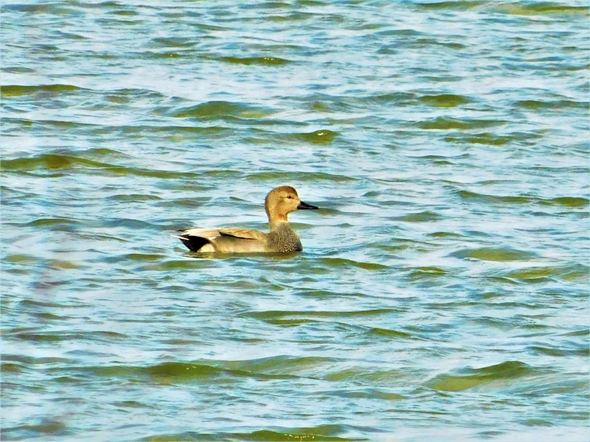 Gadwall