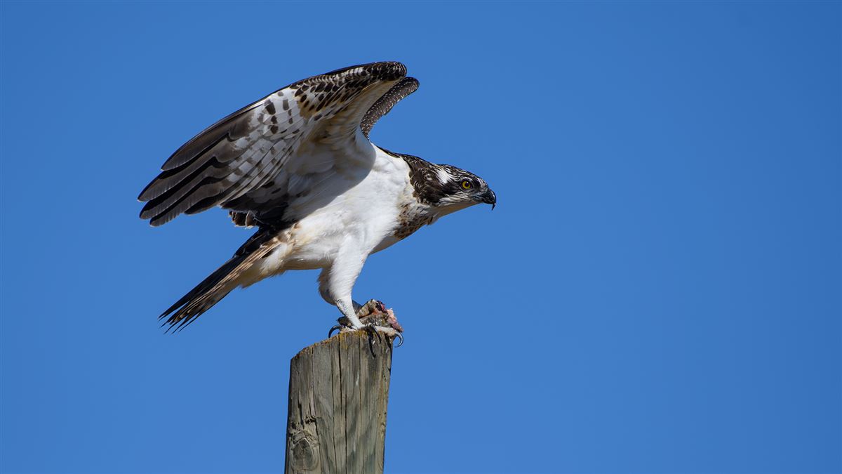 Osprey
